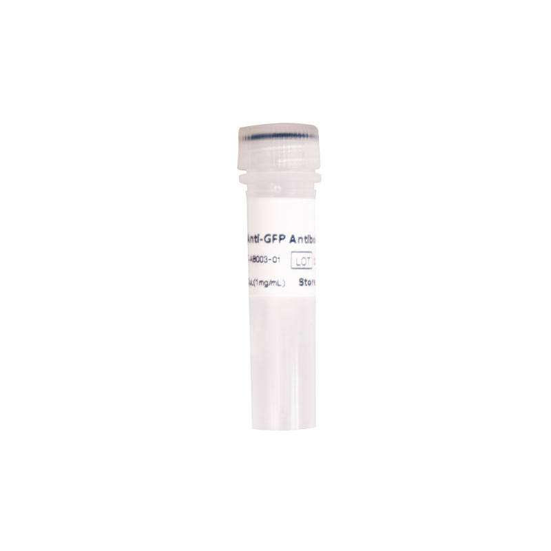 Anti-GFP Antibody